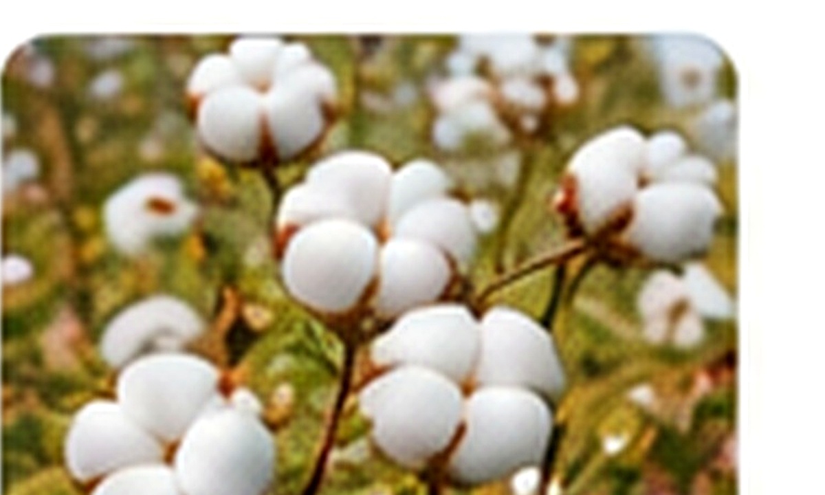 Cotton
